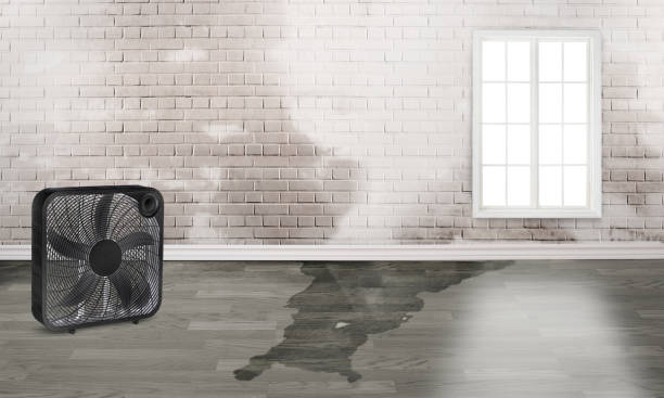 Best Water damage restoration near me  in Glenmont, MD